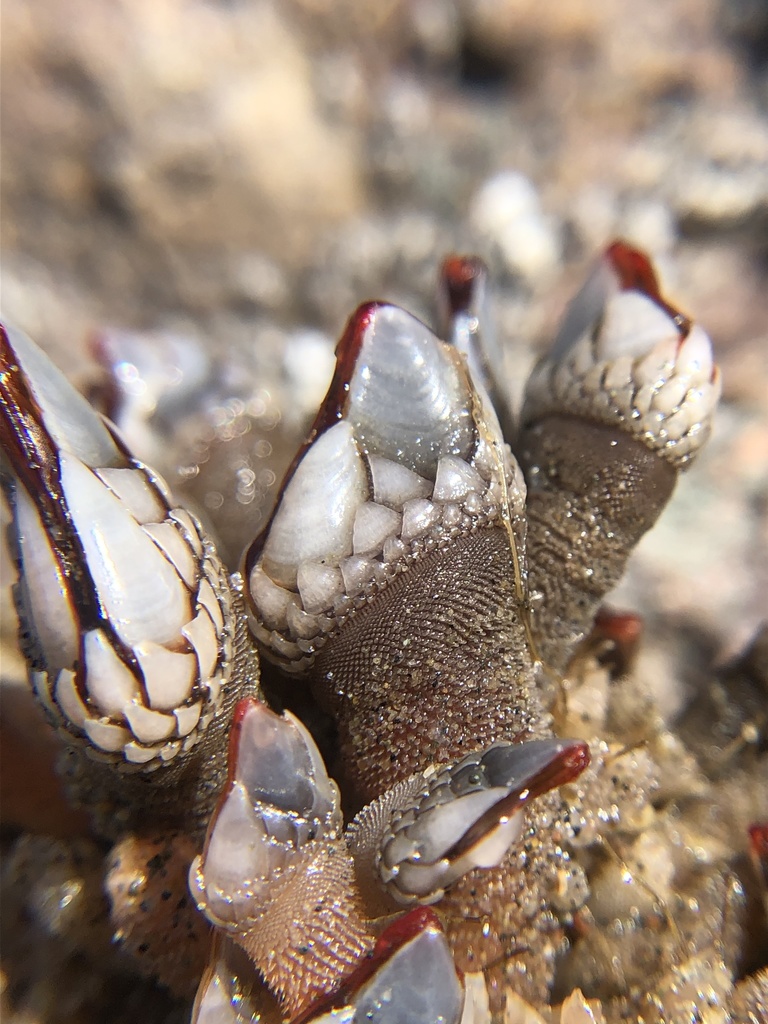 Pollicipes polymerus (Gooseneck Barnacle), California species