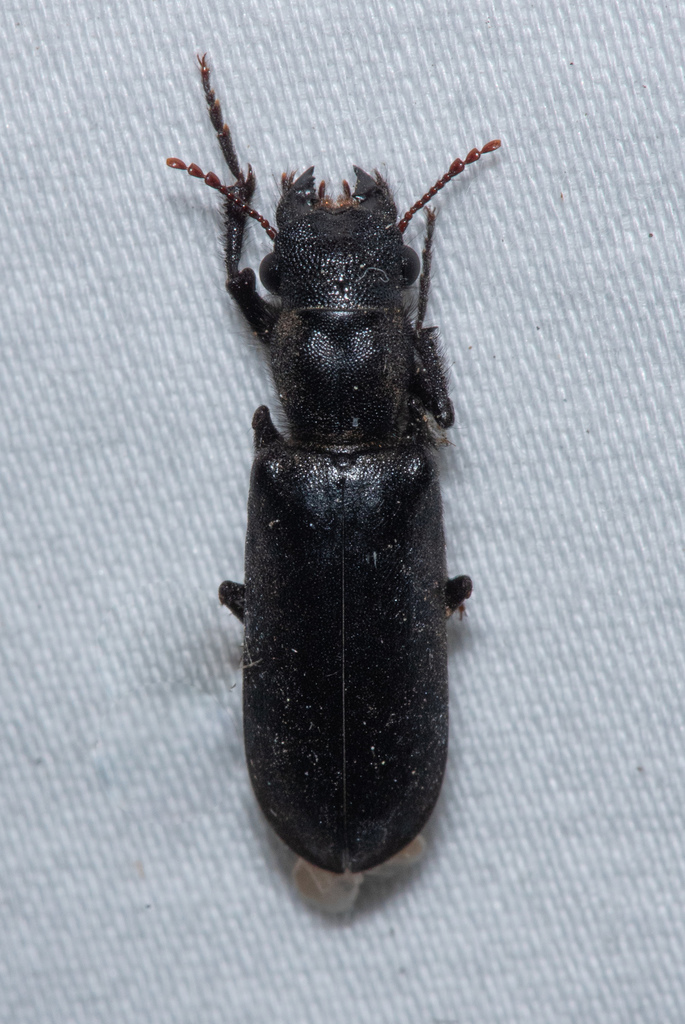 Polycaon stoutii (Stout's Hardwood Borer), California species