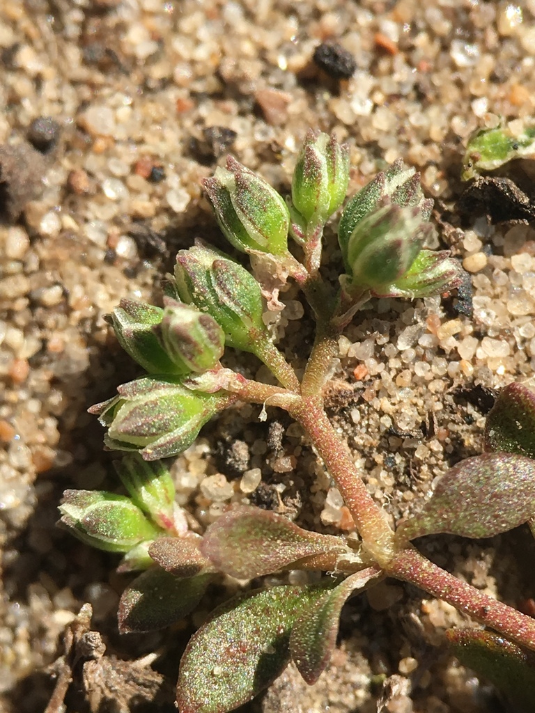 Polycarpon sp. (Polycarp), non-native California perennial