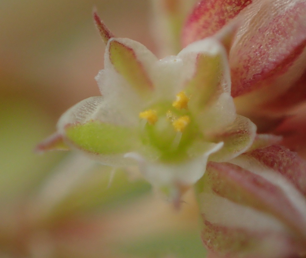 Polycarpon tetraphyllum subsp. depressum (California allseed), native California annual