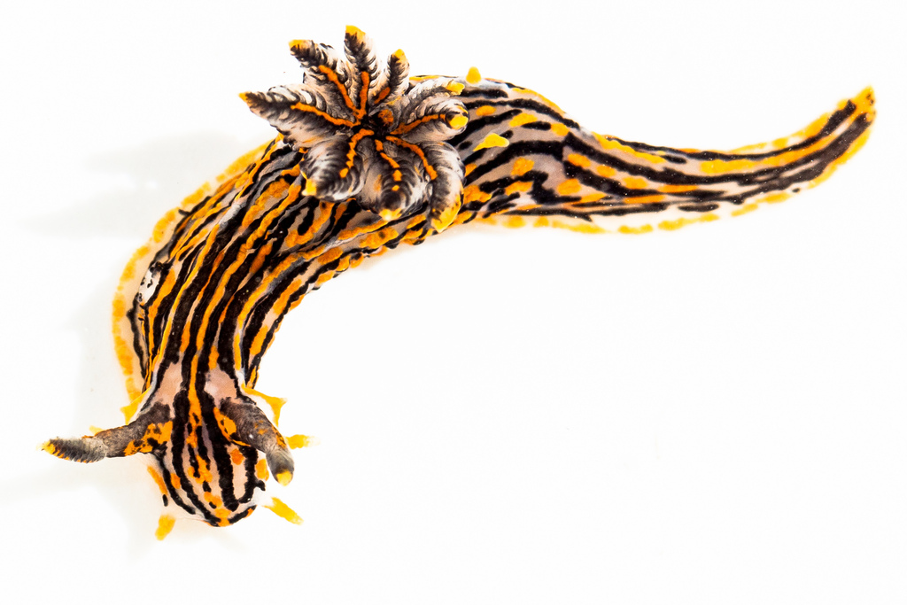 Polycera atra (Sorcerer's Dorid), California species
