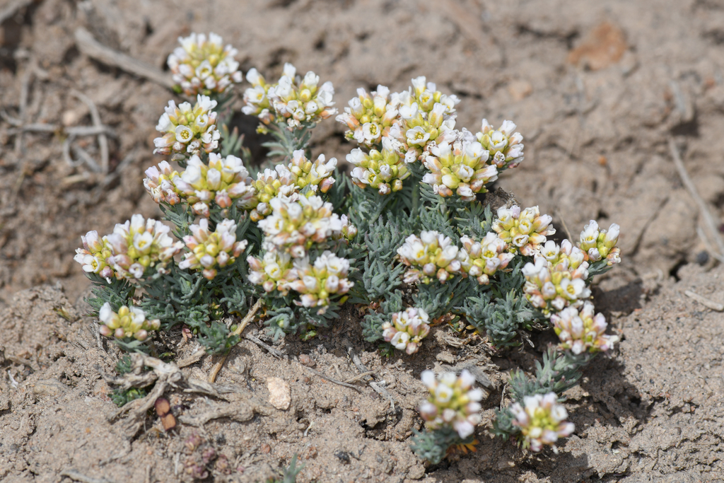Polyctenium fremontii (Desert combleaf), native California herb