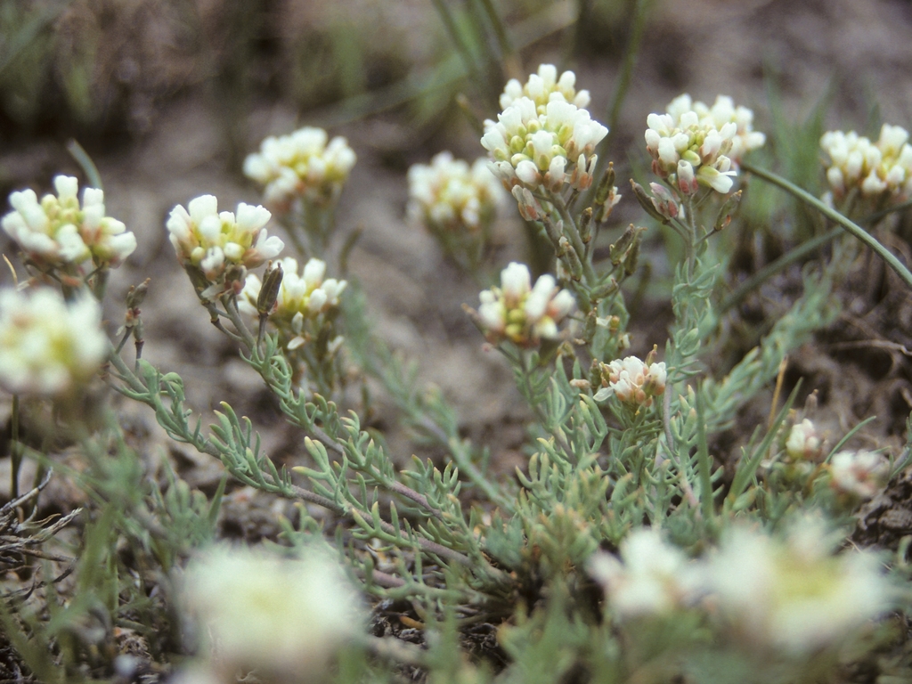 Polyctenium williamsiae (Williams' combleaf), California species
