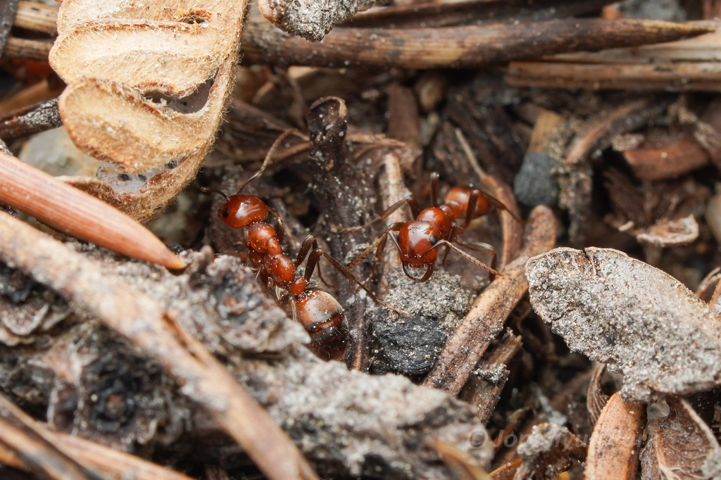 Polyergus mexicanus (Western Amazon Ant), California species