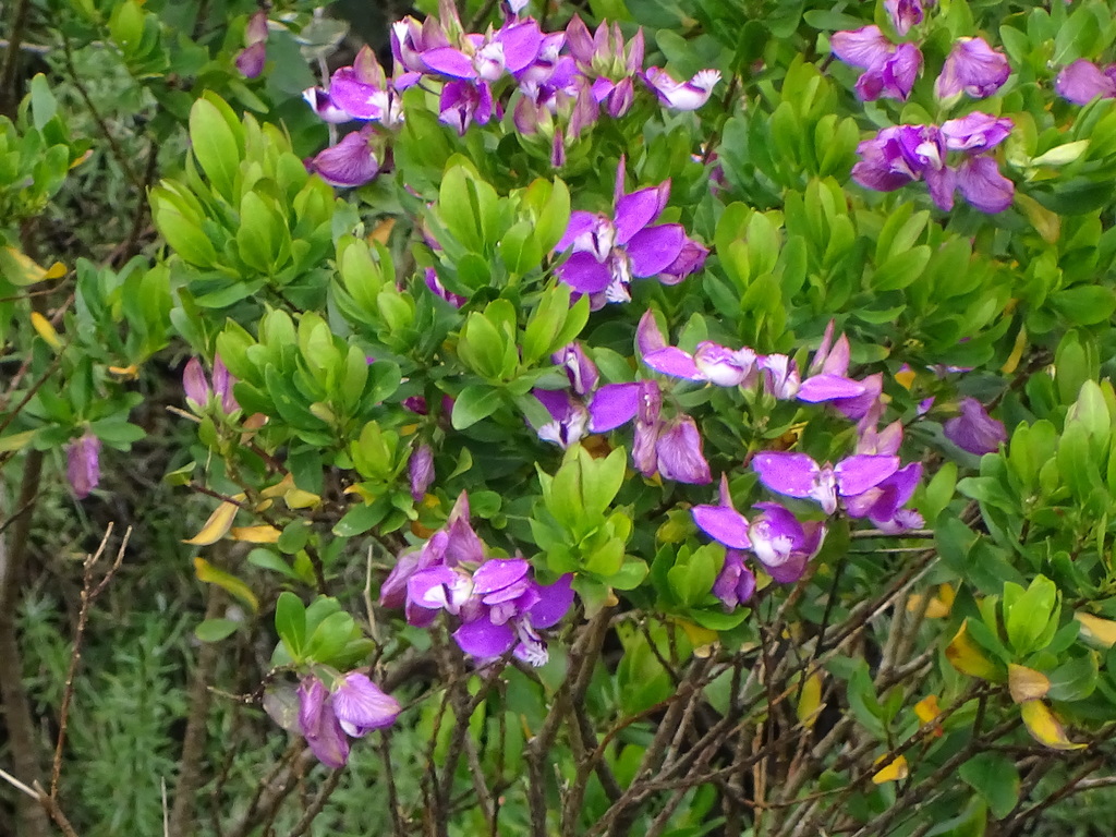 Polygala myrtifolia (myrtle-leaf milkwort), California shrub