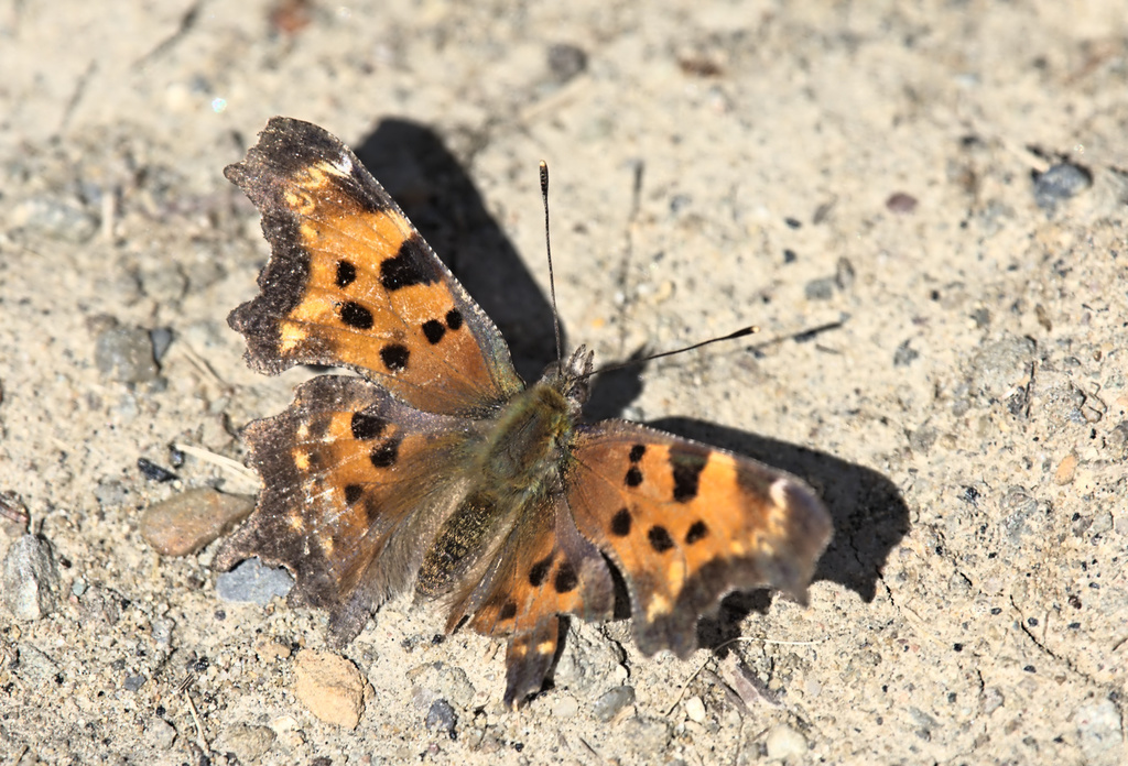 Polygonia faunus (Green Comma), California species
