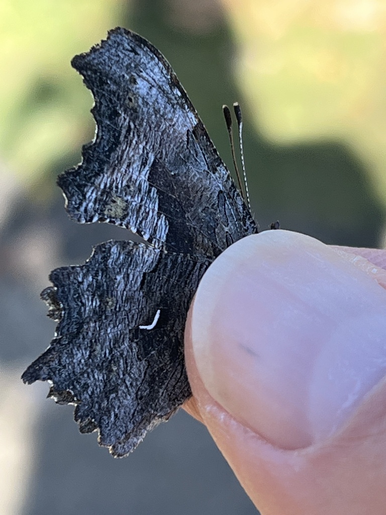 Polygonia gracilis (Hoary Comma), California species