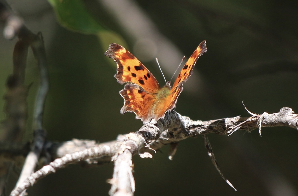 Polygonia oreas (Oreas Comma), California species