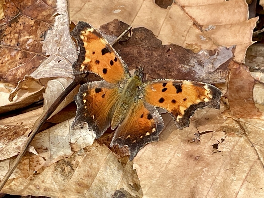 Polygonia progne (Gray Comma), California species