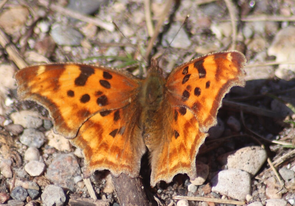Polygonia satyrus (Satyr Comma), California species