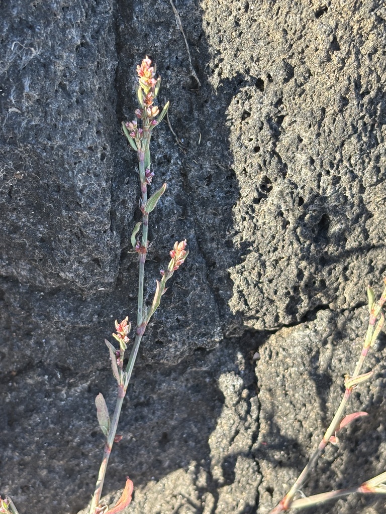 Polygonum argyrocoleon (Persian knotweed), non-native California herb