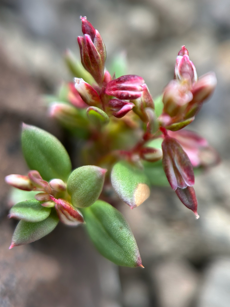 Polygonum austiniae (Mrs. austin's knotweed), native California annual