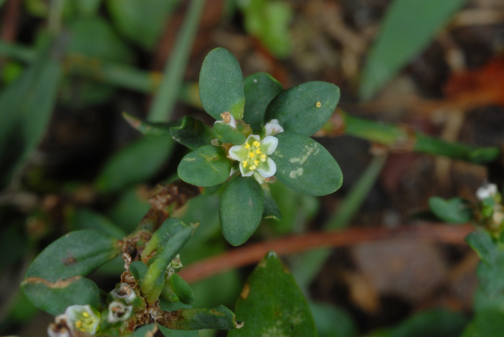 Polygonum aviculare subsp. aviculare, non-native California annual