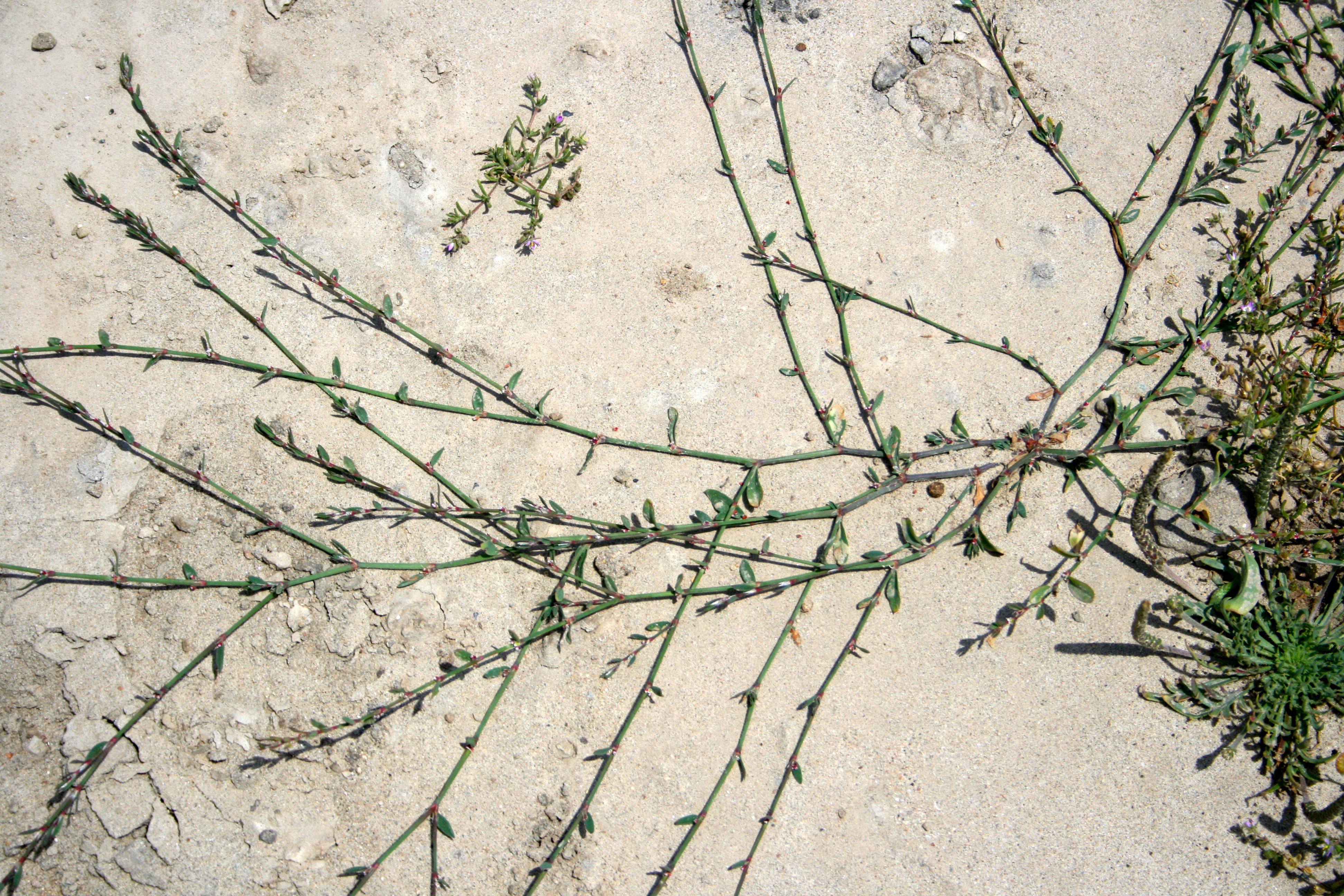 Polygonum aviculare subsp. depressum, non-native California perennial