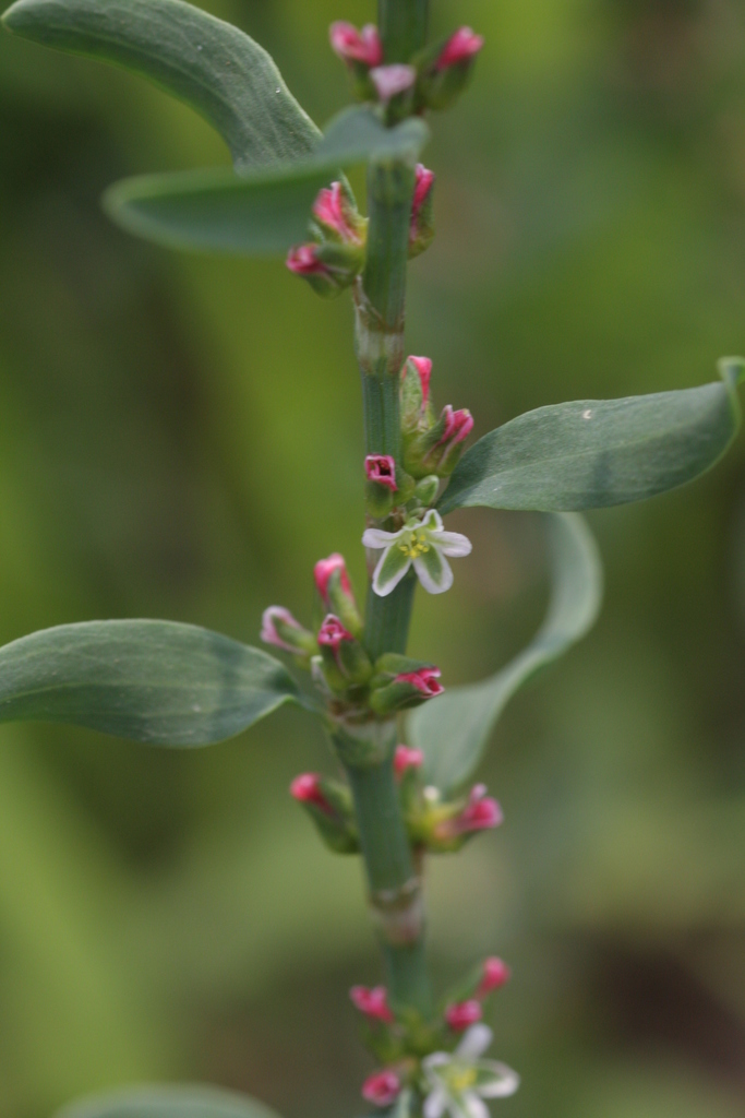 Polygonum aviculare (Knotweed), non-native California herb