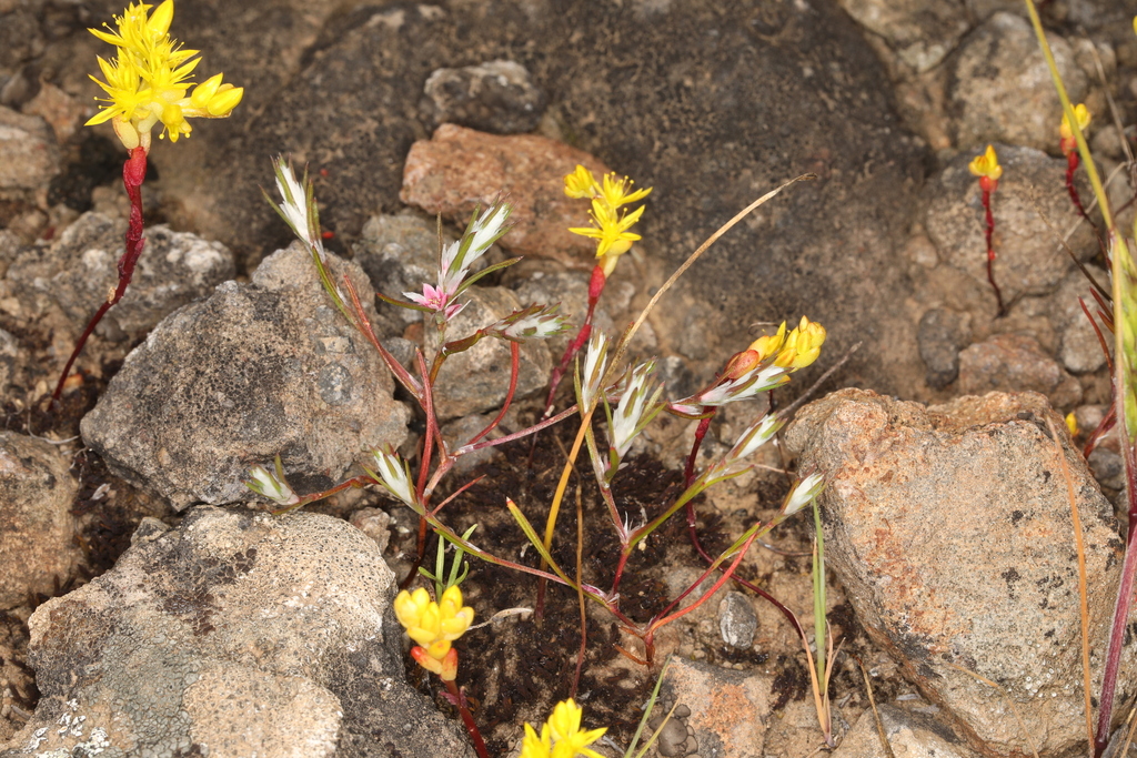 Polygonum bidwelliae (Bidwell's knotweed), native California herb