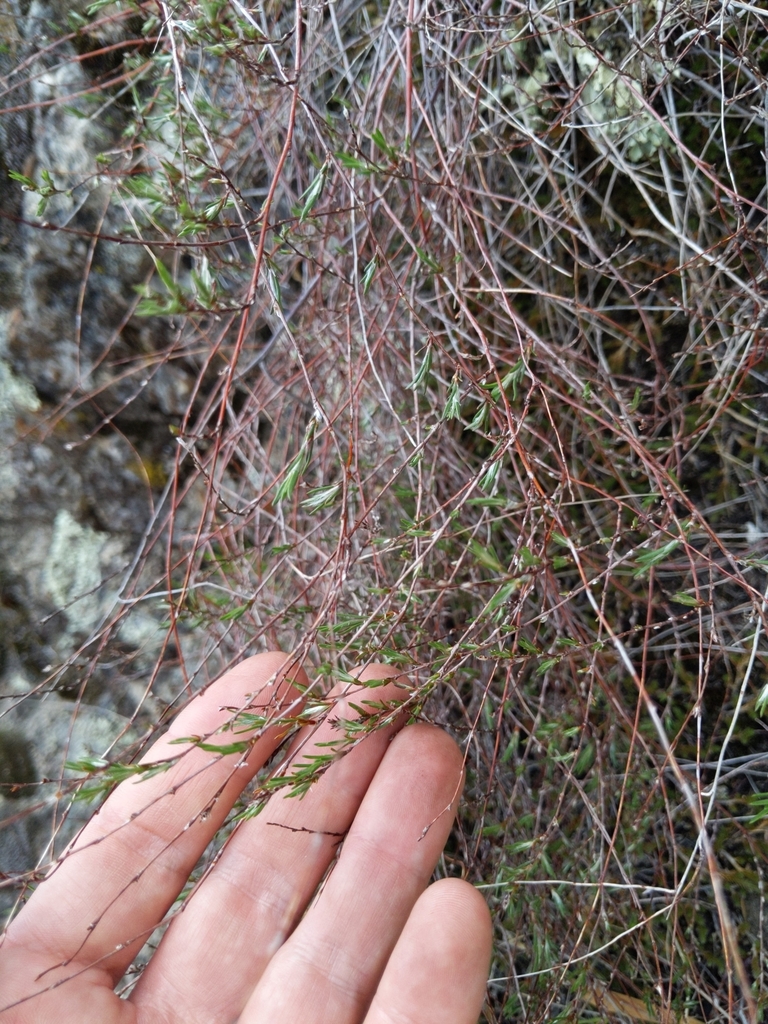Polygonum bolanderi (Bolander's knotweed), native California shrub