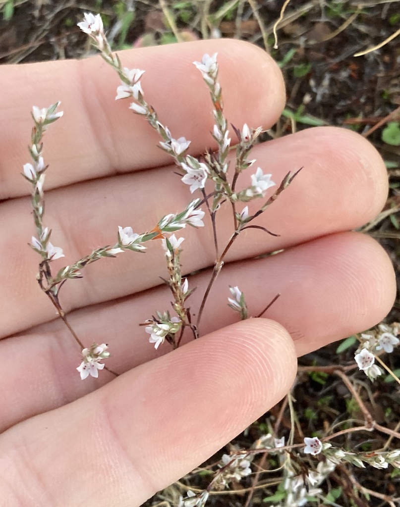 Polygonum californicum (California knotweed), native California herb