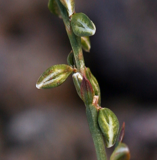 Polygonum douglasii (Douglas' knotweed), native California herb