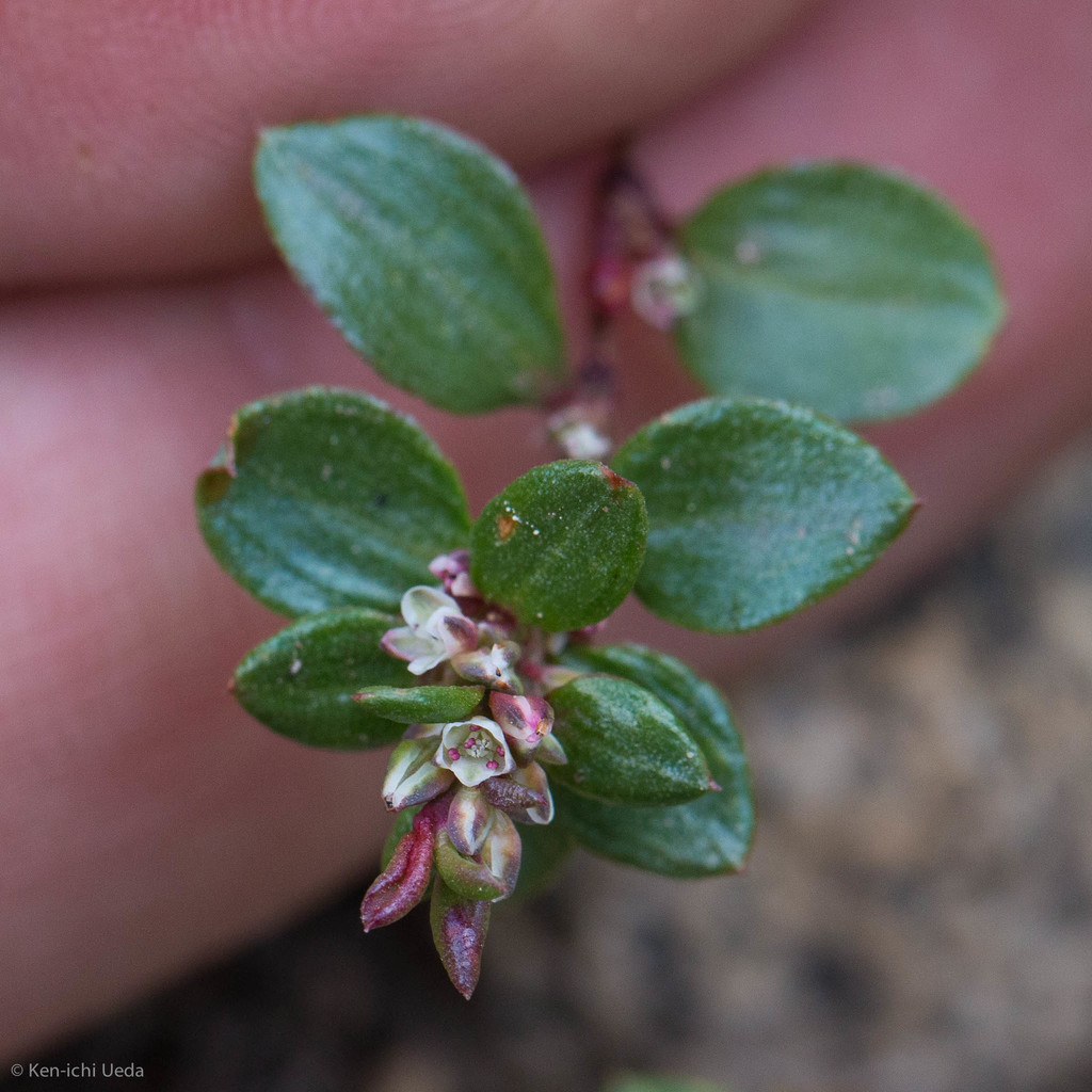 Polygonum minimum (Broadleaf knotweed), native California herb