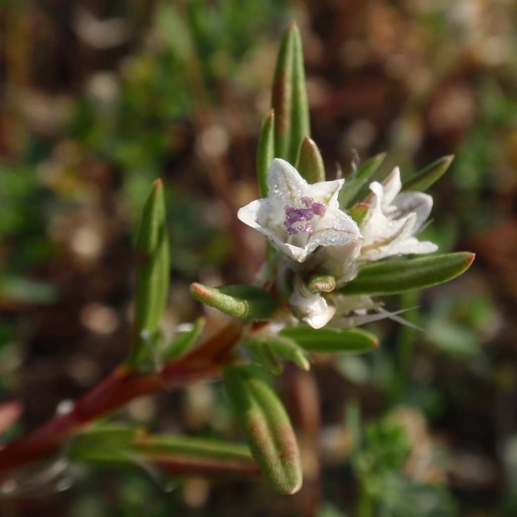 Polygonum paronychia (Beach knotweed), native California subshrub