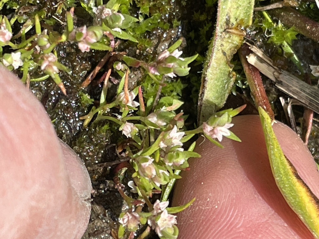 Polygonum polygaloides subsp. esotericum (Modoc county knotweed), native California herb