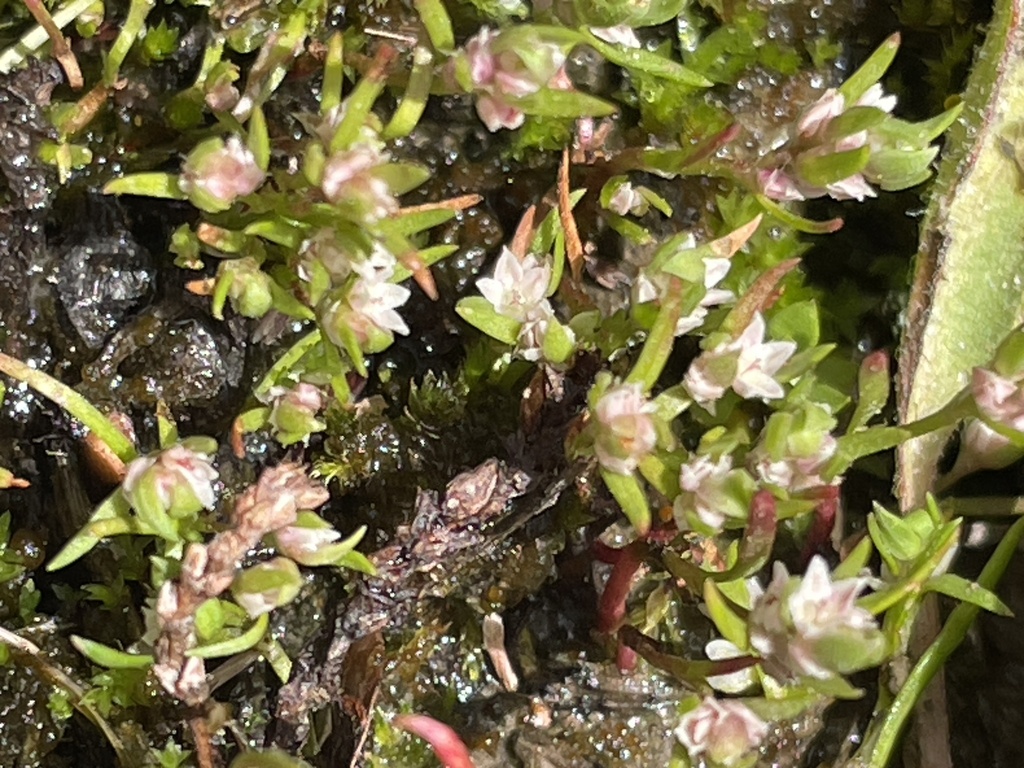 Polygonum polygaloides (Polygala knotweed), native California herb