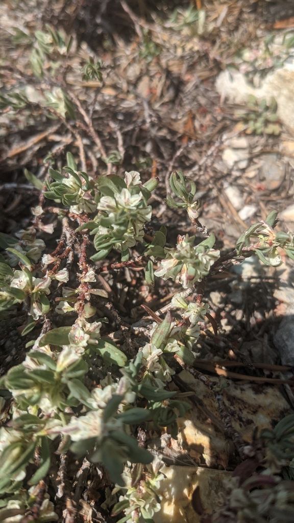 Polygonum shastense (Shasta knotweed), native California shrub