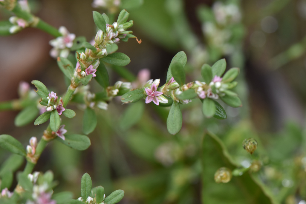 Polygonum sp. (Knotweed), non-native California perennial