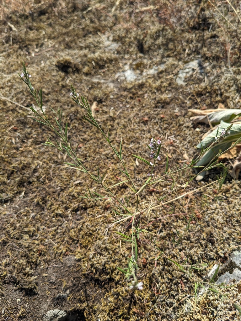 Polygonum spergulariiforme (Spurry knotweed), native California annual