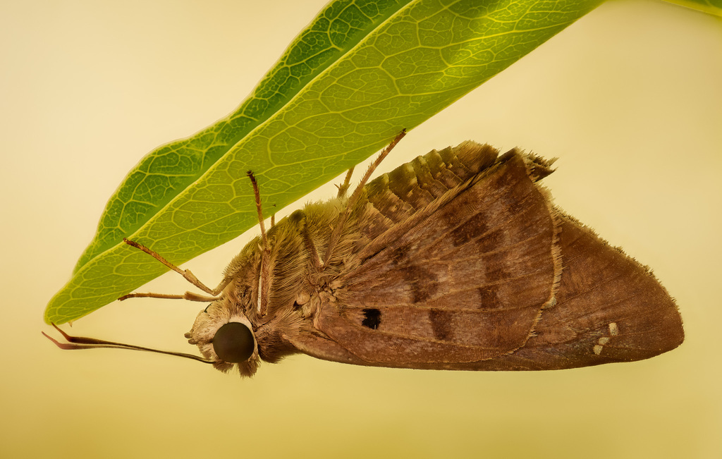 Polygonus leo (Hammock Skipper), California species