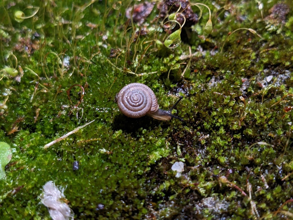 Polygyra cereolus (Southern Flatcoil), California species