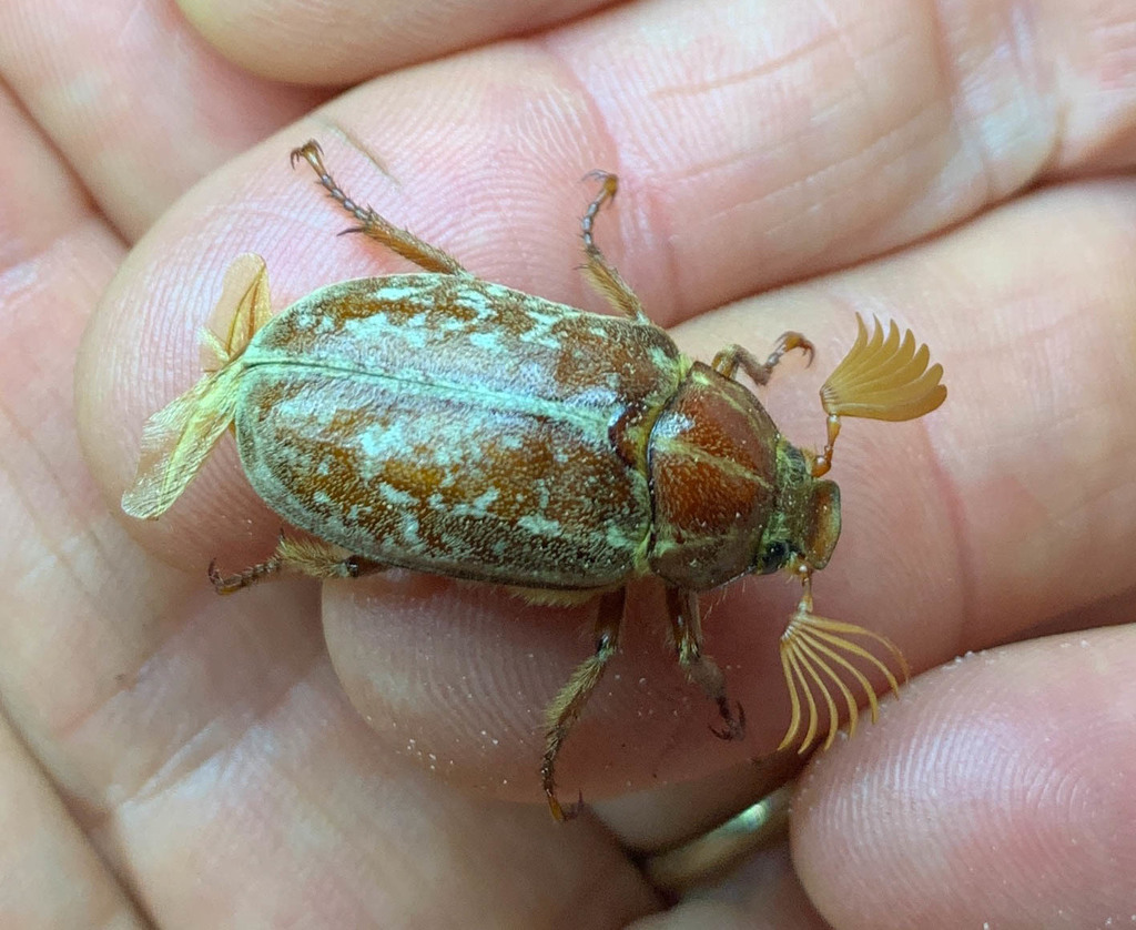 Polyphylla erratica (Death Valley June Beetle), California species