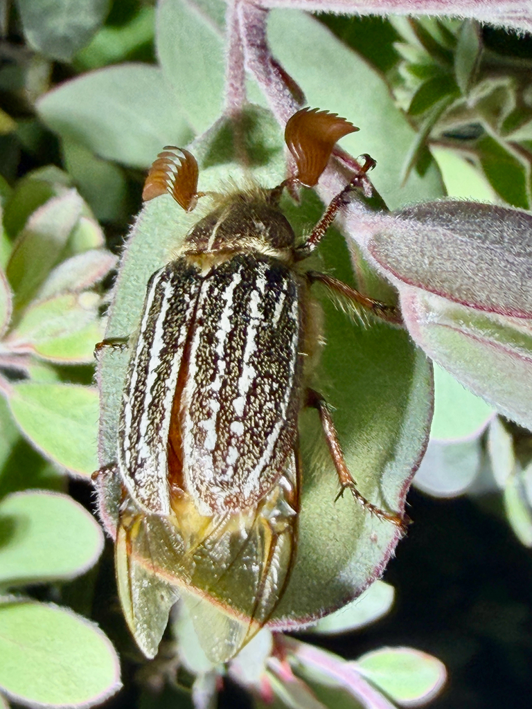 Polyphylla barbata (Mount Hermon (=barbate) June beetle), California species