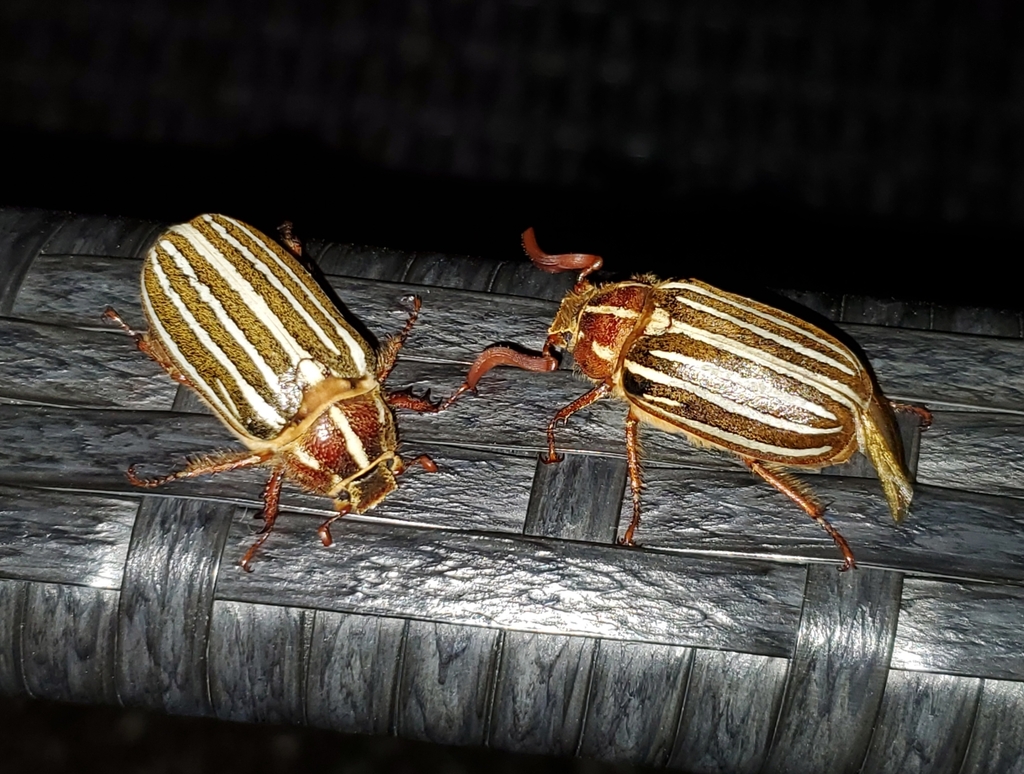 Polyphylla decemlineata (Ten-lined June Beetle), California species