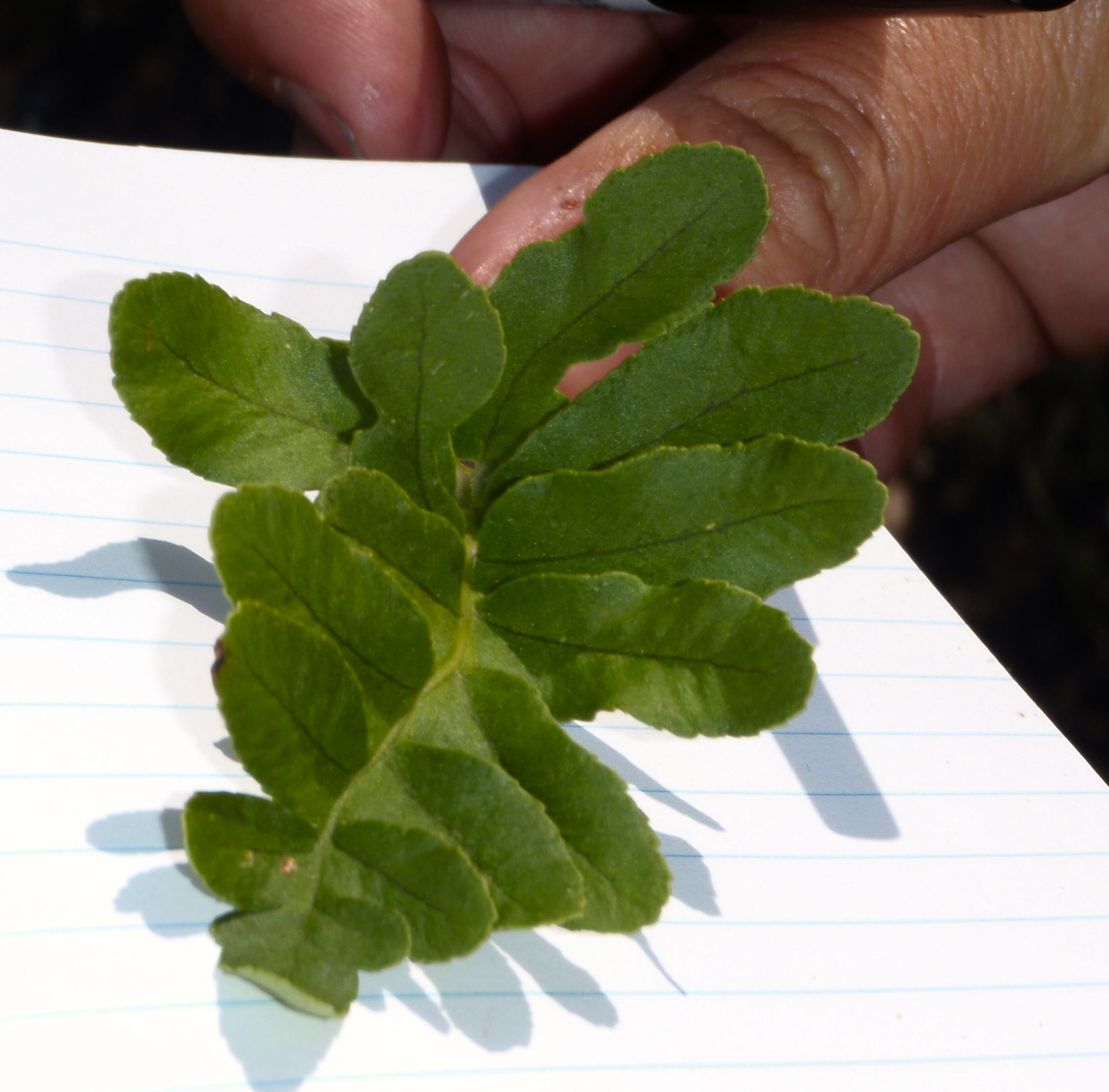 Polypodium californicum (California polypody), native California herb