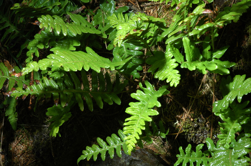 Polypodium calirhiza (Acrid fern), native California herb