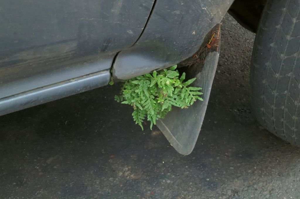 Polypodium glycyrrhiza (Licorice fern), native California herb