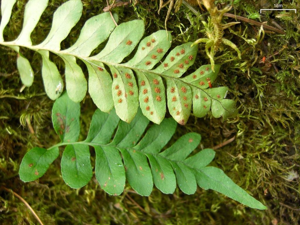 Polypodium hesperium (Western polypody), native California herb