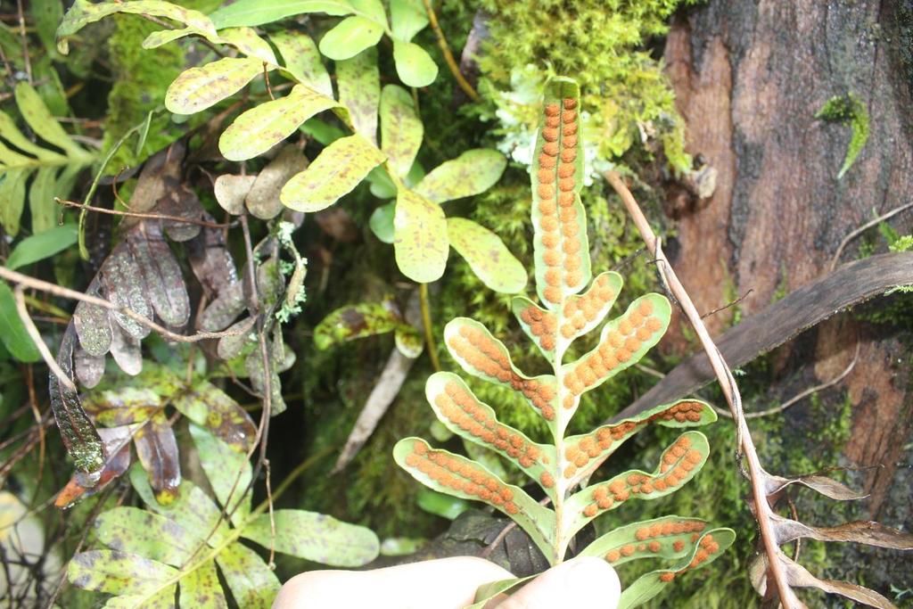 Polypodium scouleri (Leather-leaf fern), native California herb