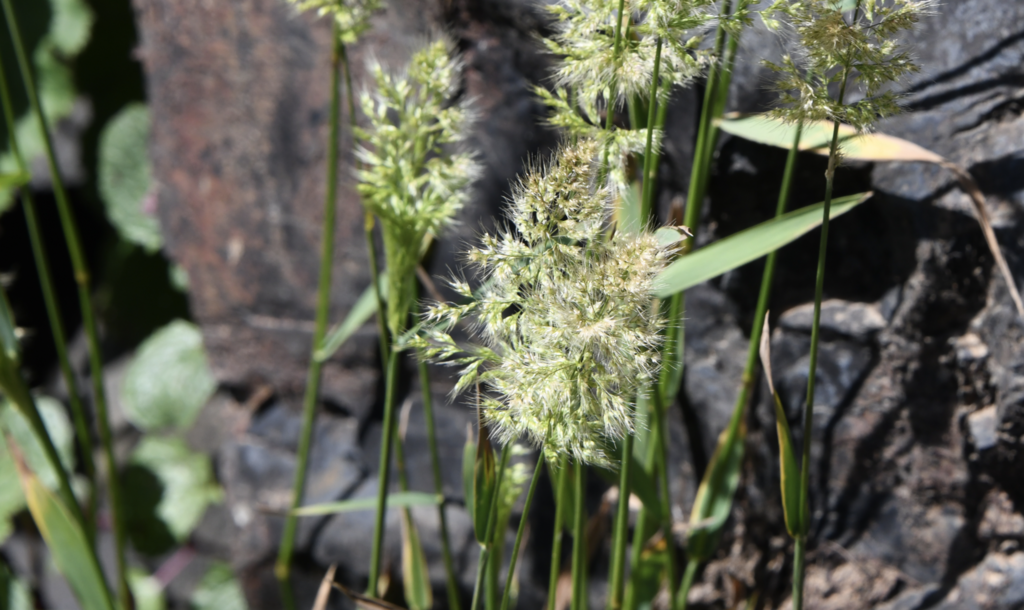 Polypogon australis (Chilean beard grass), non-native California grass