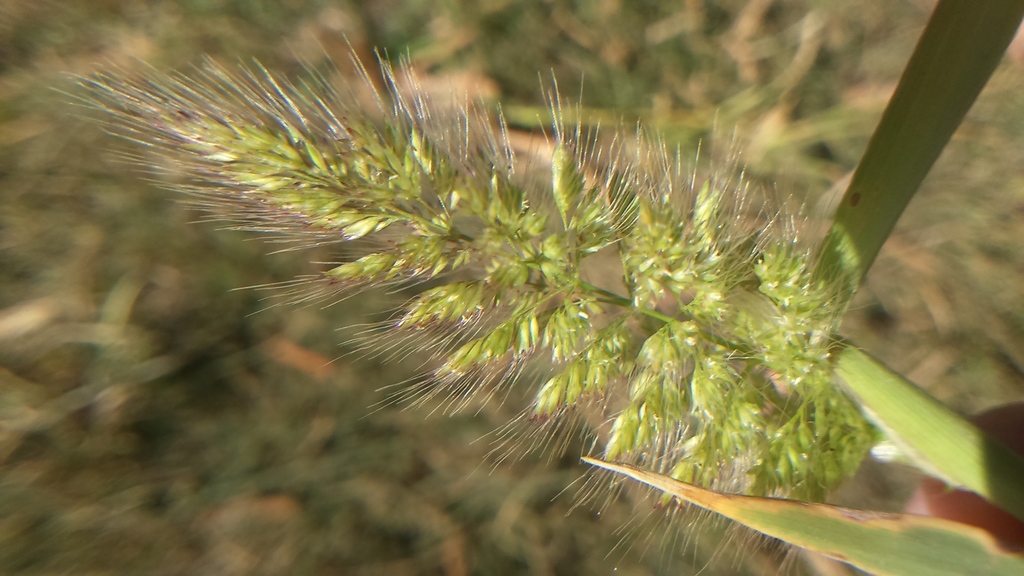Polypogon interruptus (Ditch beard grass), native California grass