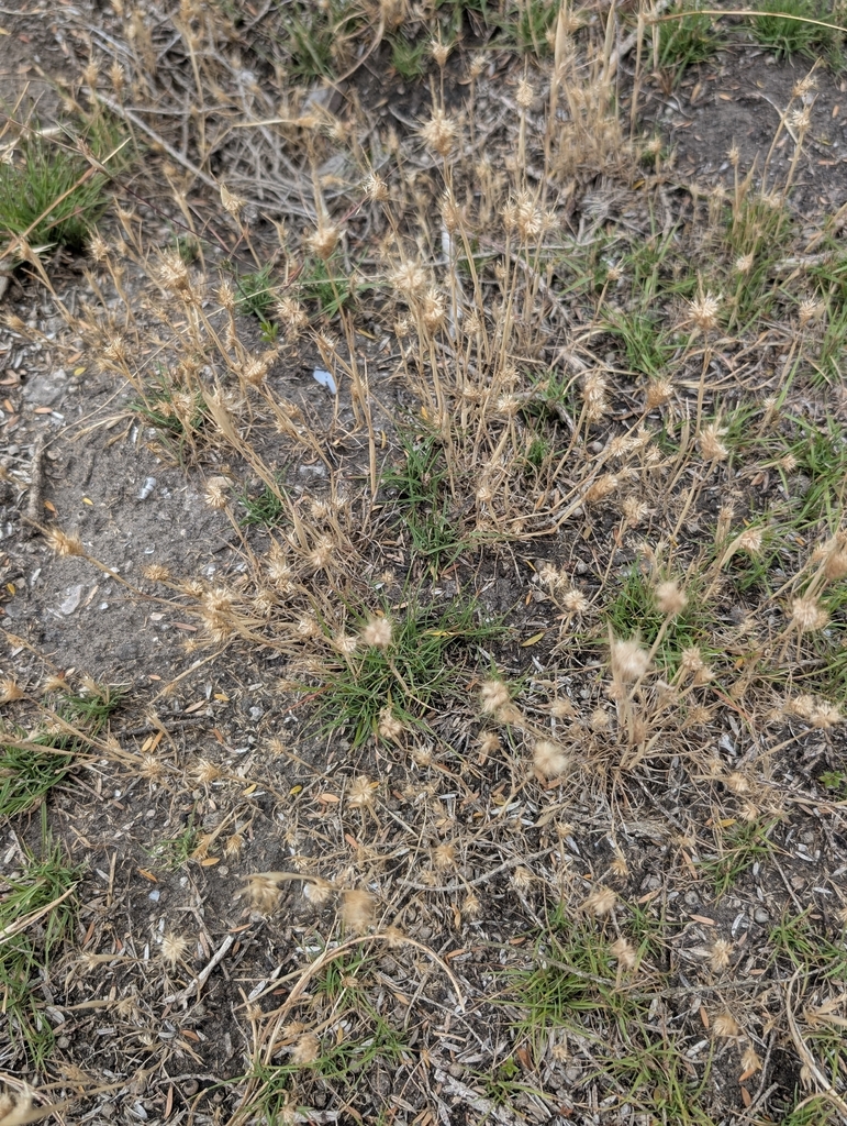 Polypogon maritimus (Mediterranean beard grass), non-native California grass