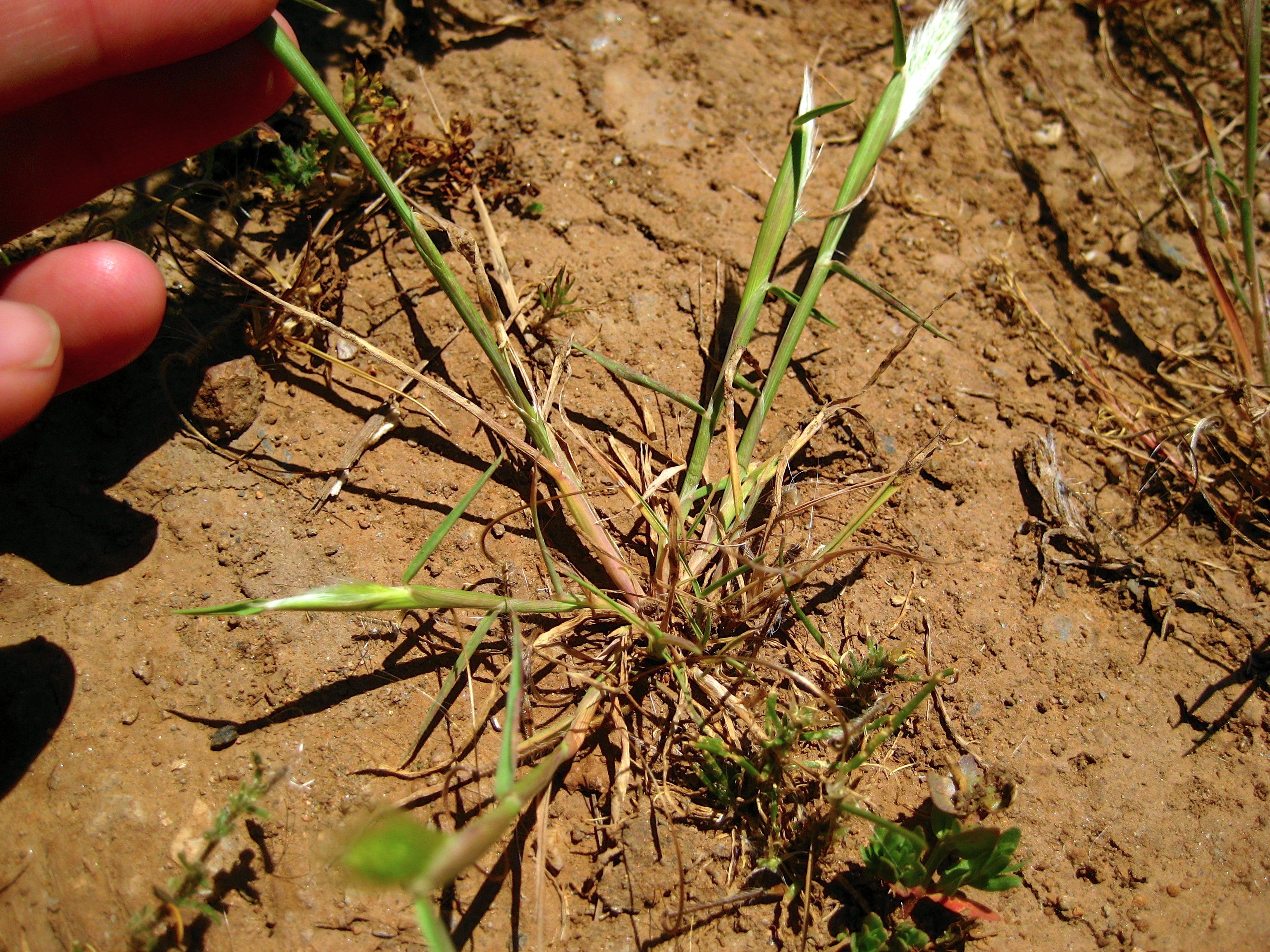 Polypogon monspeliensis (Annual beard grass), non-native California grass