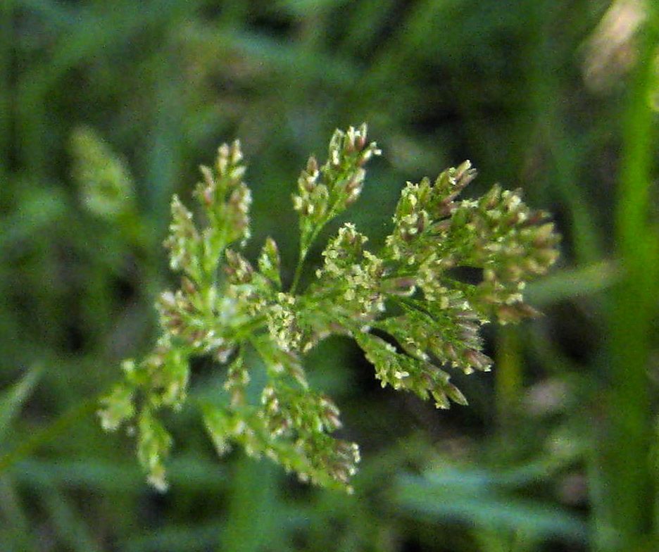 Polypogon viridis (Water beard grass), non-native California grass
