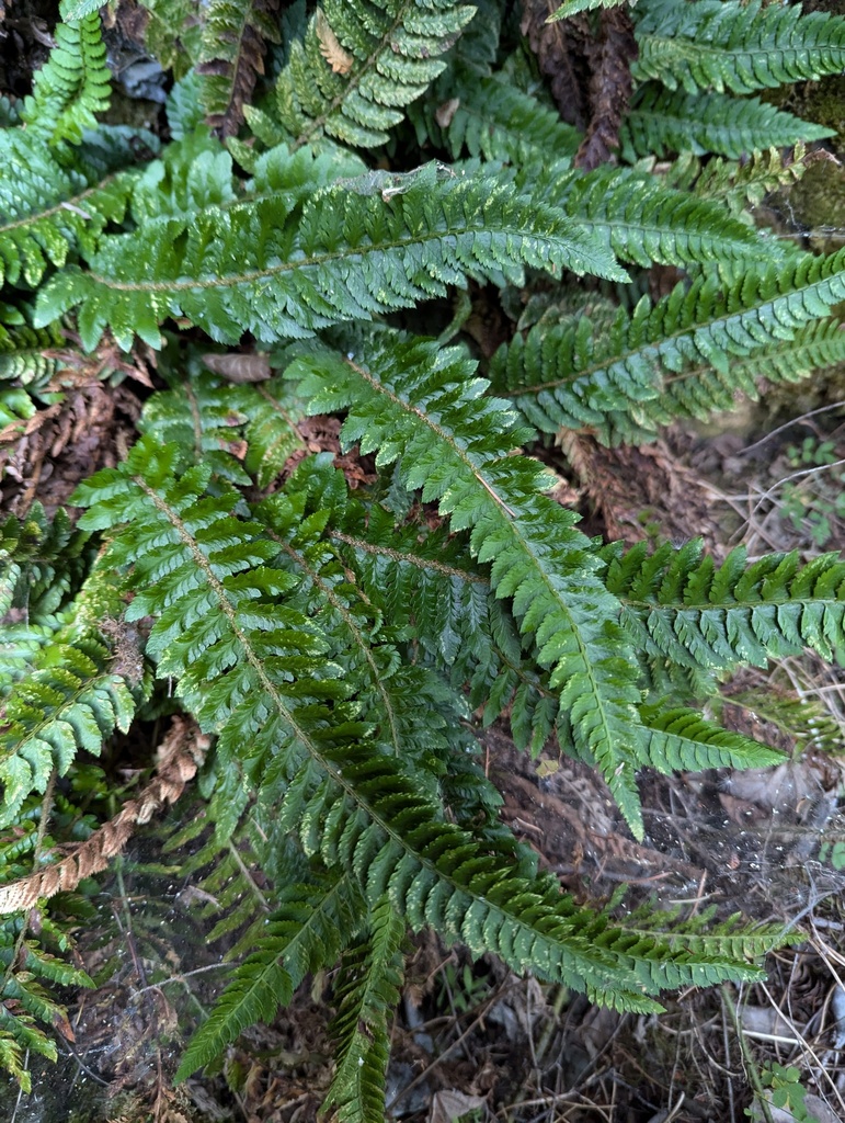 Polystichum californicum (California sword fern), native California herb
