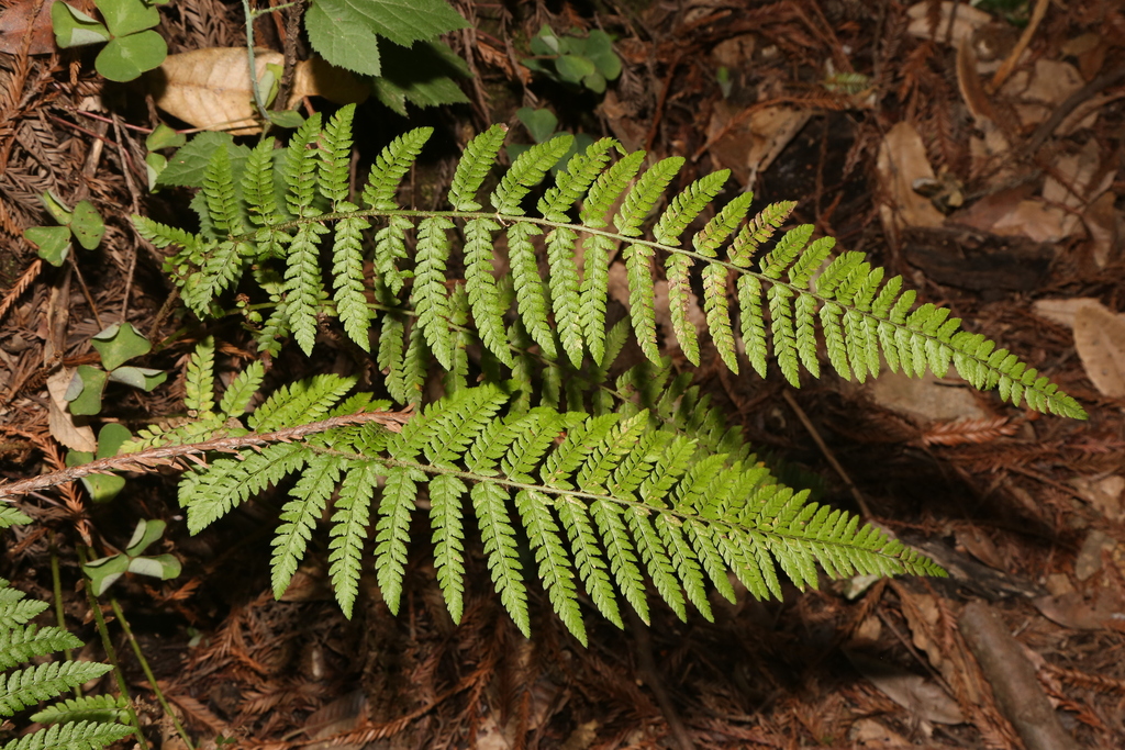 Polystichum dudleyi (Dudley's sword fern), native California herb