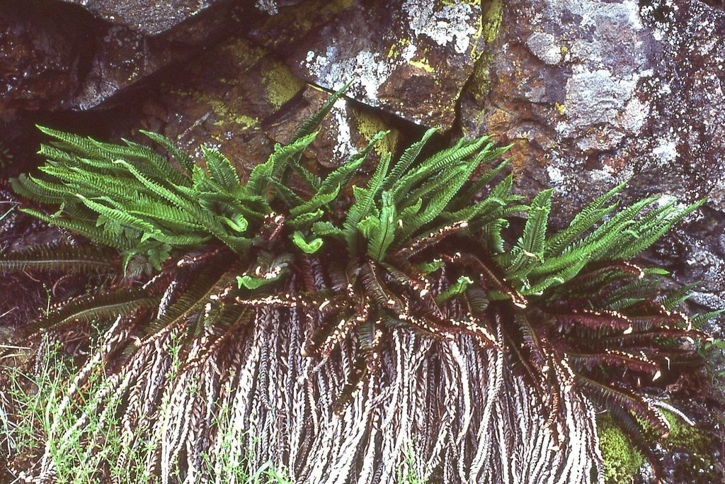 Polystichum imbricans — parent species of Polystichum imbricans subsp. curtum