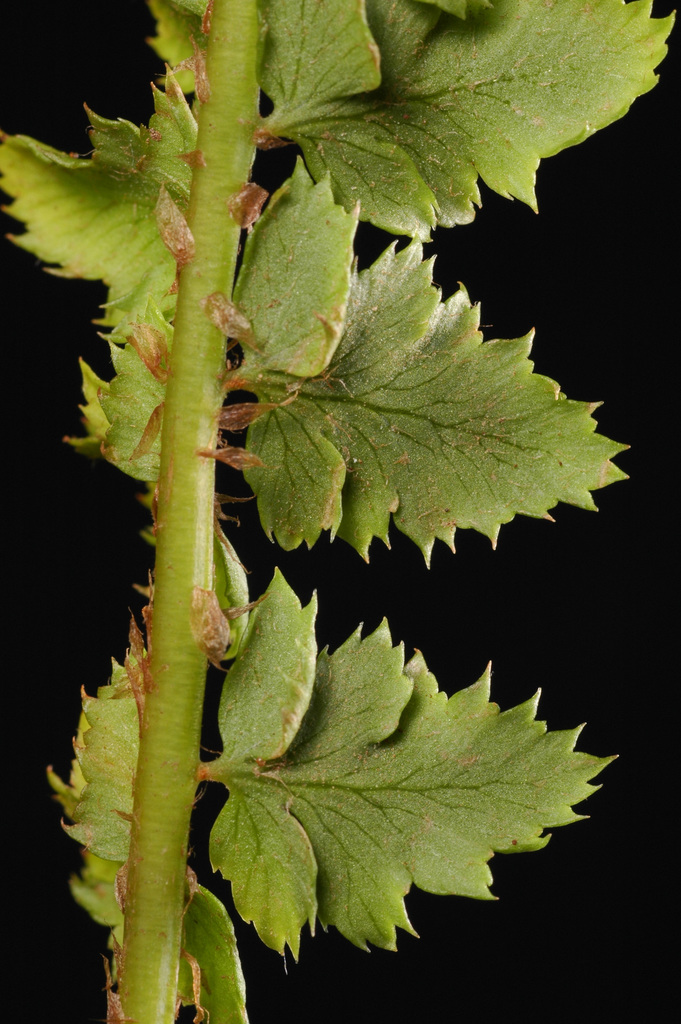 Polystichum kruckebergii (Kruckeberg's sword fern), native California herb