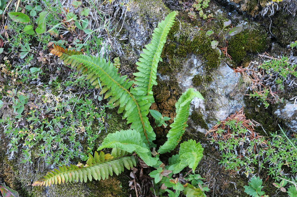 Polystichum lemmonii (Lemmon's hollyfern), native California herb